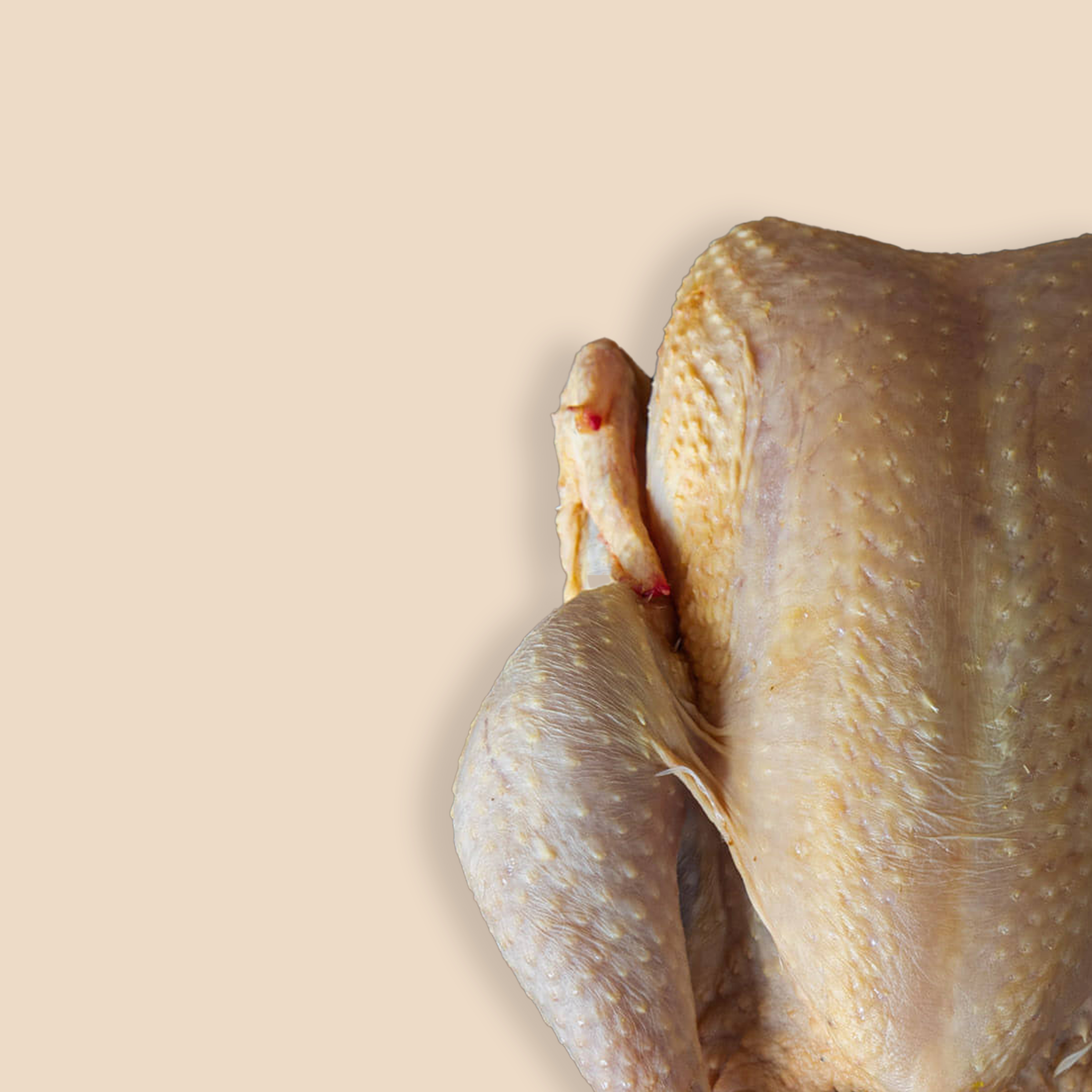 مرغ و بوقلمون