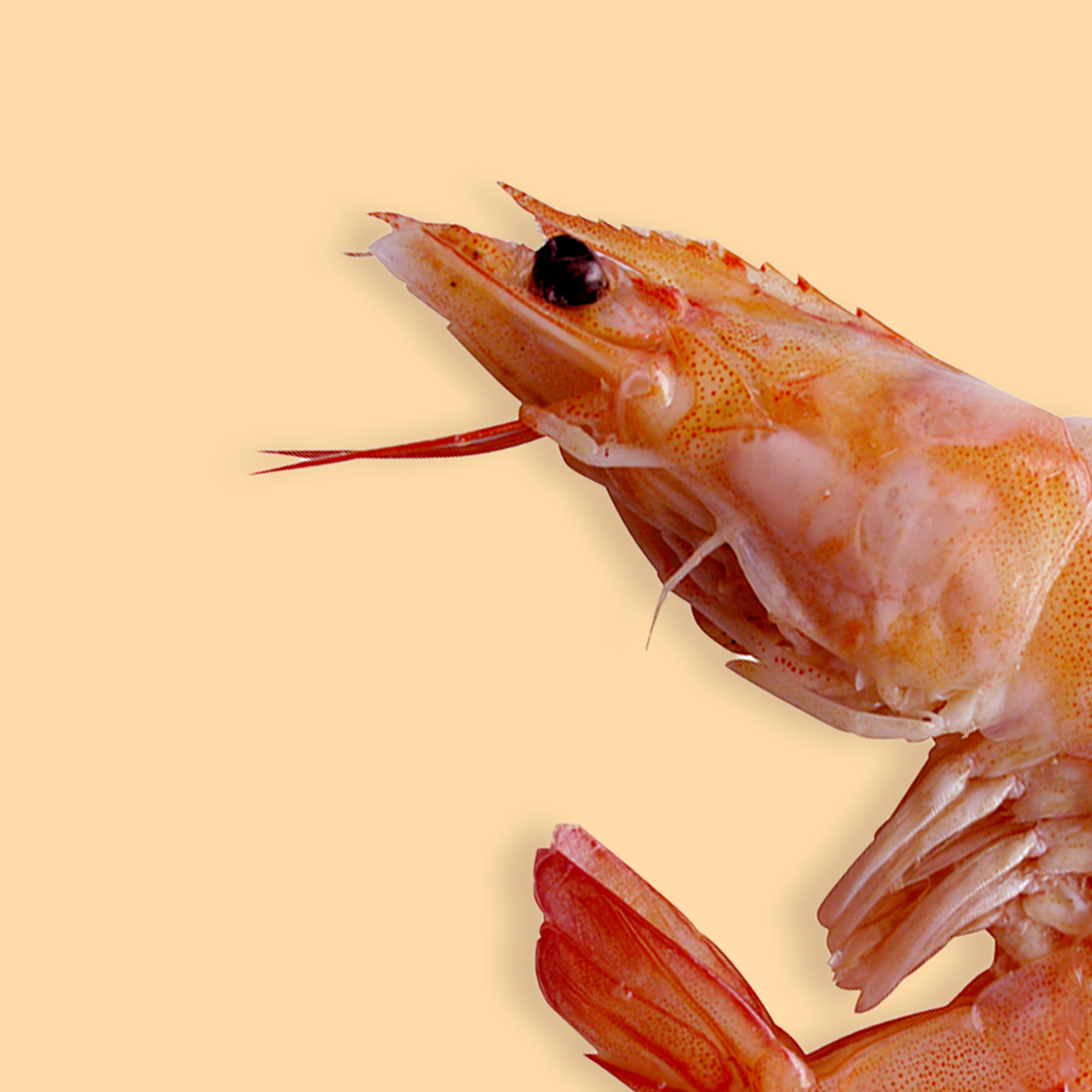 ماهی و میگو